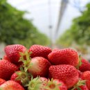 달콤새콤 이미지