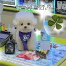 씨유(CU) 덕정인아점 | [CU편의점] 씨유 편의점 김밥 리뷰! 에그햄마요듬뿍김밥 실종사건 2탄 (내돈내산)