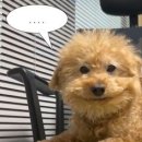 강남닭집 이미지