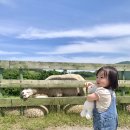 루다목장 | 대관령양떼목장 19개월 아기랑 방문 후기 (점심, 주차, 먹이주기체험, 장단점)