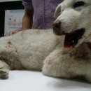 평강주유소 이미지