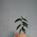 소일섬 이미지