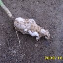 금병농장 이미지