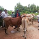 황소축산 이미지