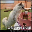 광안동물병원 | 고양이카페 피피피 : 광안리 수영역 지하 펫스테이션 평일 방문 후기