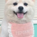 해피애견 미용실 이미지