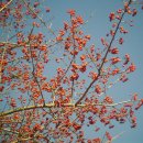 산사나무(산사춘) [Crataegus pinnatifida]의 효능 이미지