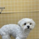 pet39거4972 | [몽몽] 광주애견미용 신창동애견미용 신가동애견미용 신창동비숑미용 광주비숑미용 말티즈미용 말티푸...