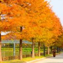 국가가 직접 인정했어요&#34; 국가 지정 천연기념물 숲길 단풍 명소 이미지