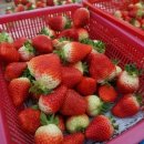 옹골농장 이미지