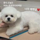 멍이랑몽이 미용 네이버블로그