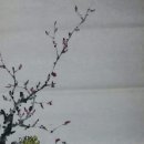 사군자 Daum카페