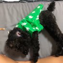 메르시도꾸 이미지