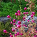 월정농원 민박 이미지