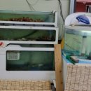 광어총각 생굴처녀 이미지