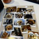 몽몽하나 | [김포] 대형 애견카페 카페몽몽 상주견있는 애견카페 방문후기