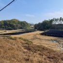 양지흑염소 이미지