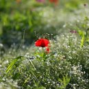 소나무 철물점 이미지