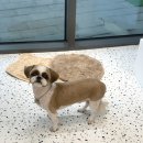 댕그루밍 이미지