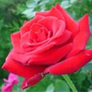 향기가득주유소 이미지