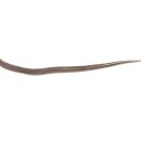 칠성장어 이미지