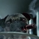 바람난강아지 이미지