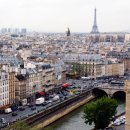 콩이파리 이미지