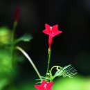 송산포도나라
