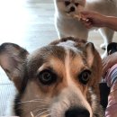 댕댕이 주전부리 이미지