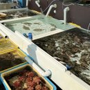 동해활어 | 독박투어 동해 여행지 ｜어달항 알록달록 포토스폿 &amp; 묵호항활어판매센터 대게 직거래 후기