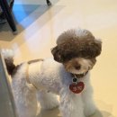 독앤트리 이미지