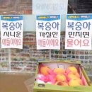 금강농원가든 | 2026 복숭아 기록 1편 (홍비금, 신비, 대극천, 그린황도, 옐로드림, 알프스코마치, 조생 아카즈키)