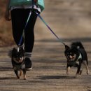 퍼펙트독 이미지