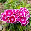 생명의 기쁨 이미지