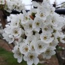 청하 농장 이미지