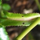 나무와나무 이미지