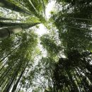 대숲속으로 이미지