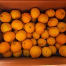 중대농장2 | [솔직후기] 올 겨울은 한라산농장 으로 끝냈다! 황금향 한라봉 구매 구매 구매 구매 후기