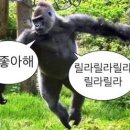 사람애