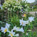 화이트 헤븐 이미지