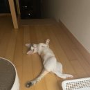 이레동물병원 | 일지 (고양이 중성화 수술 후기, 수내역 동물병원 추천, 이레외과동물병원, 환묘복 후기, 쿠키냥 환묘복)