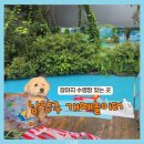 프라이펫 | 서울 근교 애견카페, 남양주 개떼놀이터 주차·수영장·식사 후기