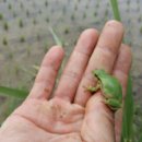 청개구리 이미지