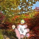 UR(파주시)-[숲속노을로]-상-6 | 경기광주 곤지암 단풍 명소 화담숲 실시간 단풍 상