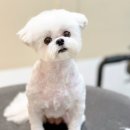 Grooming574 이미지