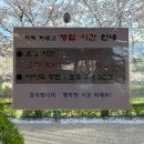 서호공원 | [ 카페 라르고 ] 경기 수원 화서역 서호공원 벚꽃 뷰 카페 주말 방문 후기 및 추천