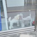 윤그루밍 | 말티푸 루비, 양구 전용 미용실 ‘윤그루밍’에서의 마지막 날 ✂️🐶