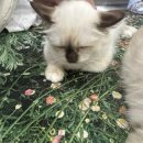 버만캣패밀리 | 안산 고양이 카페 [버만캣패밀리] 후기, 고양이한테 홀딱 반해버리기 ♡