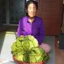 용일농장 Daum카페