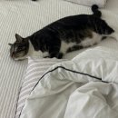 젤라떼리아단;사이 이미지
